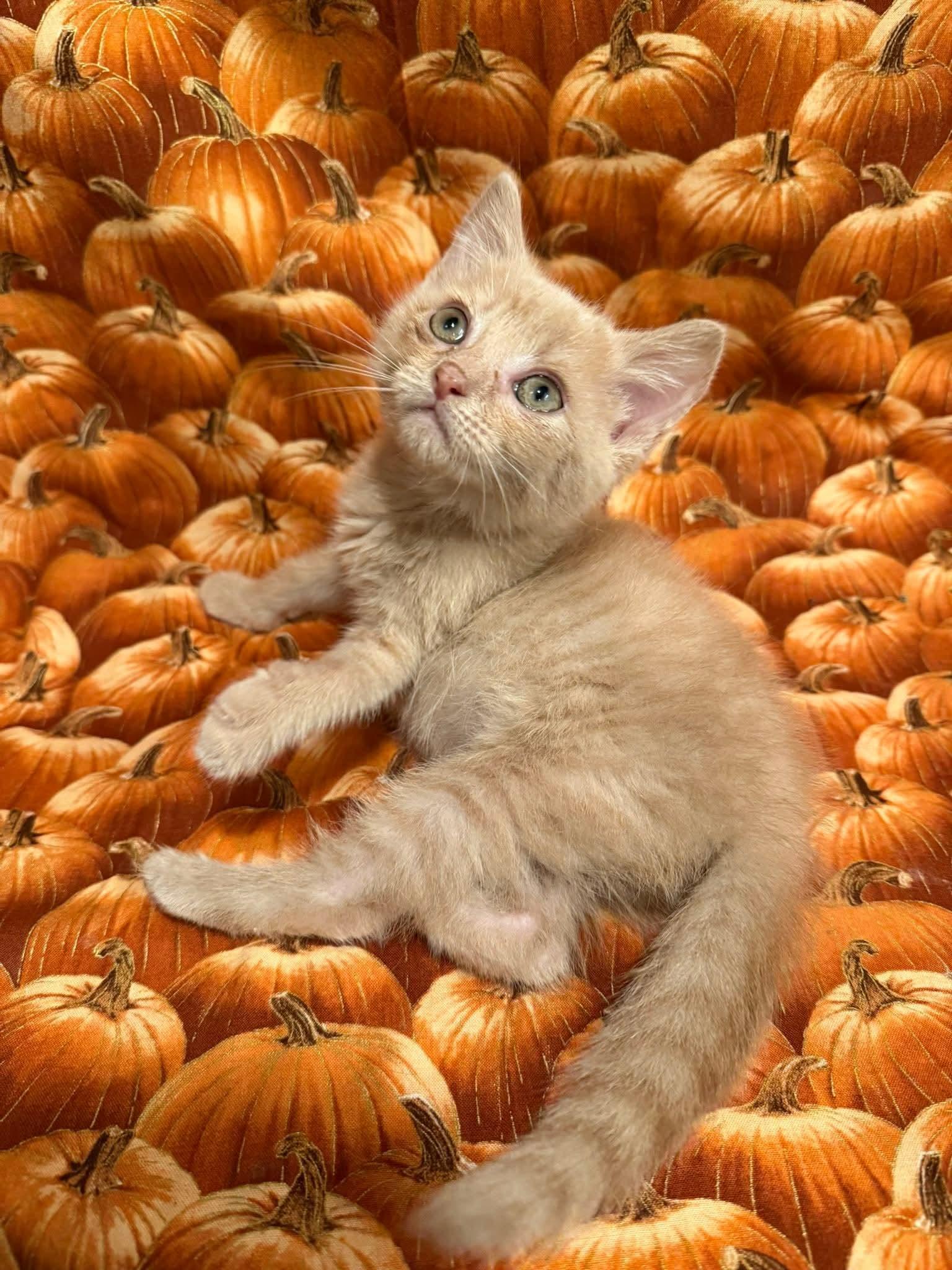 Dusty, Adopted, Kitten Male Domestic Short Hair.