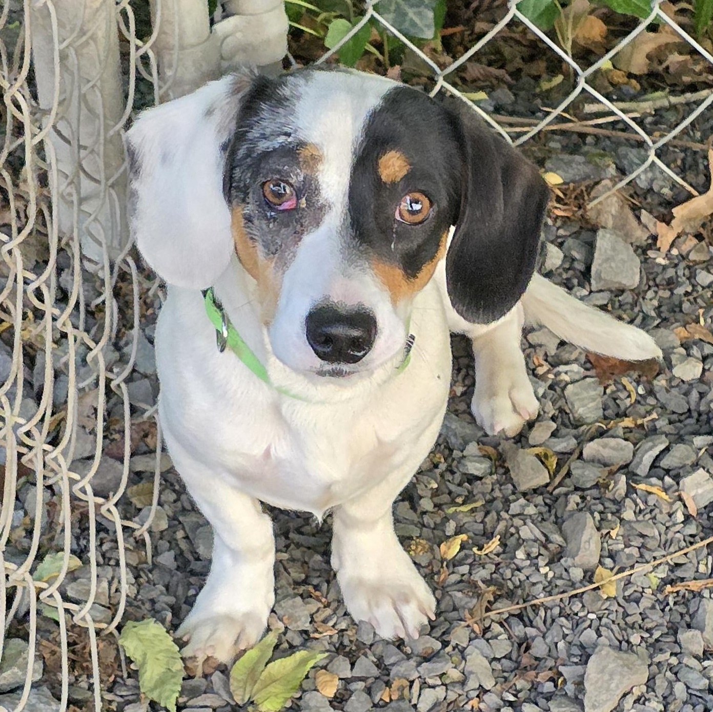 Enlarge Oscar, an adopted mixed breed in Greensboro, NC image 4/5