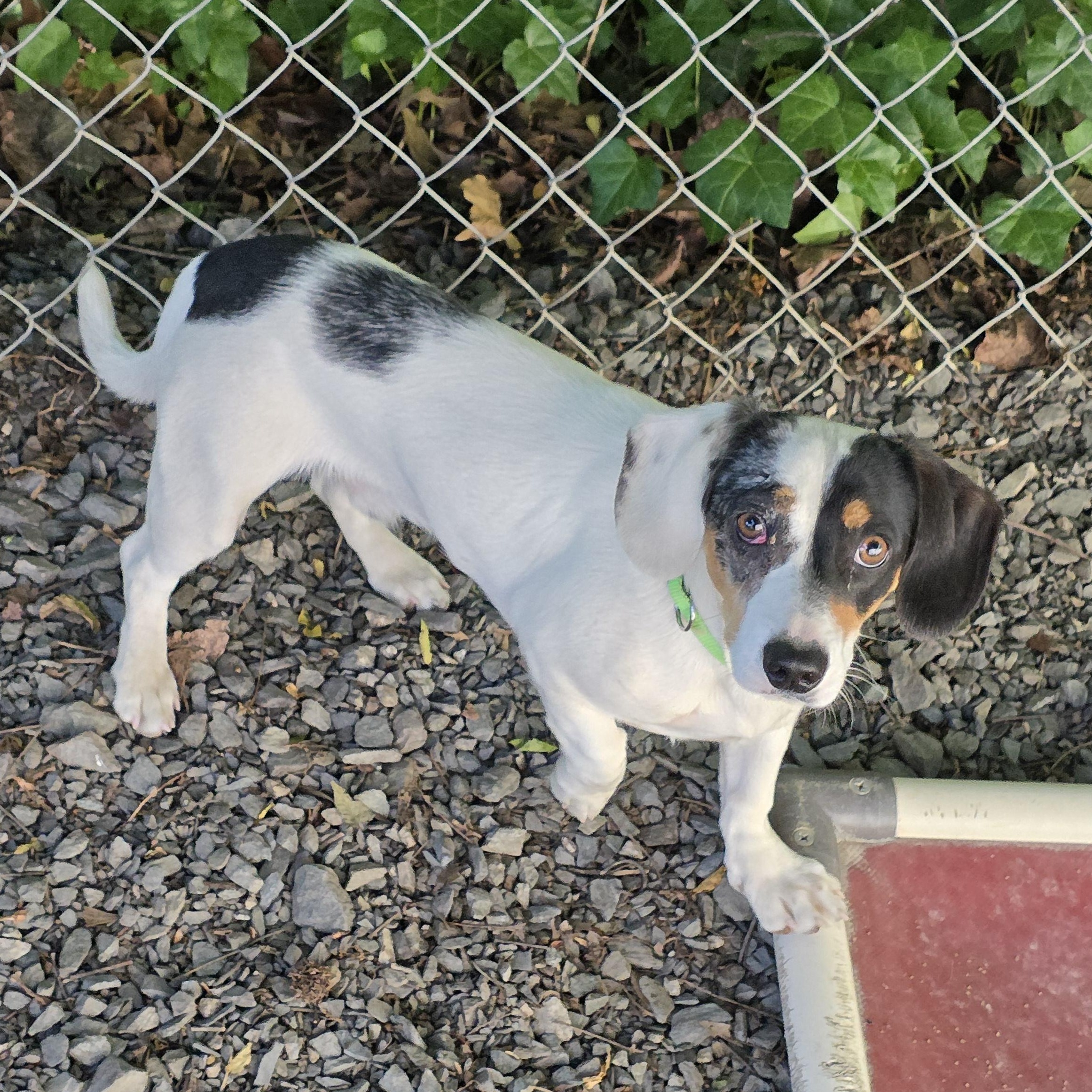 Enlarge Oscar, an adopted mixed breed in Greensboro, NC image 3/5