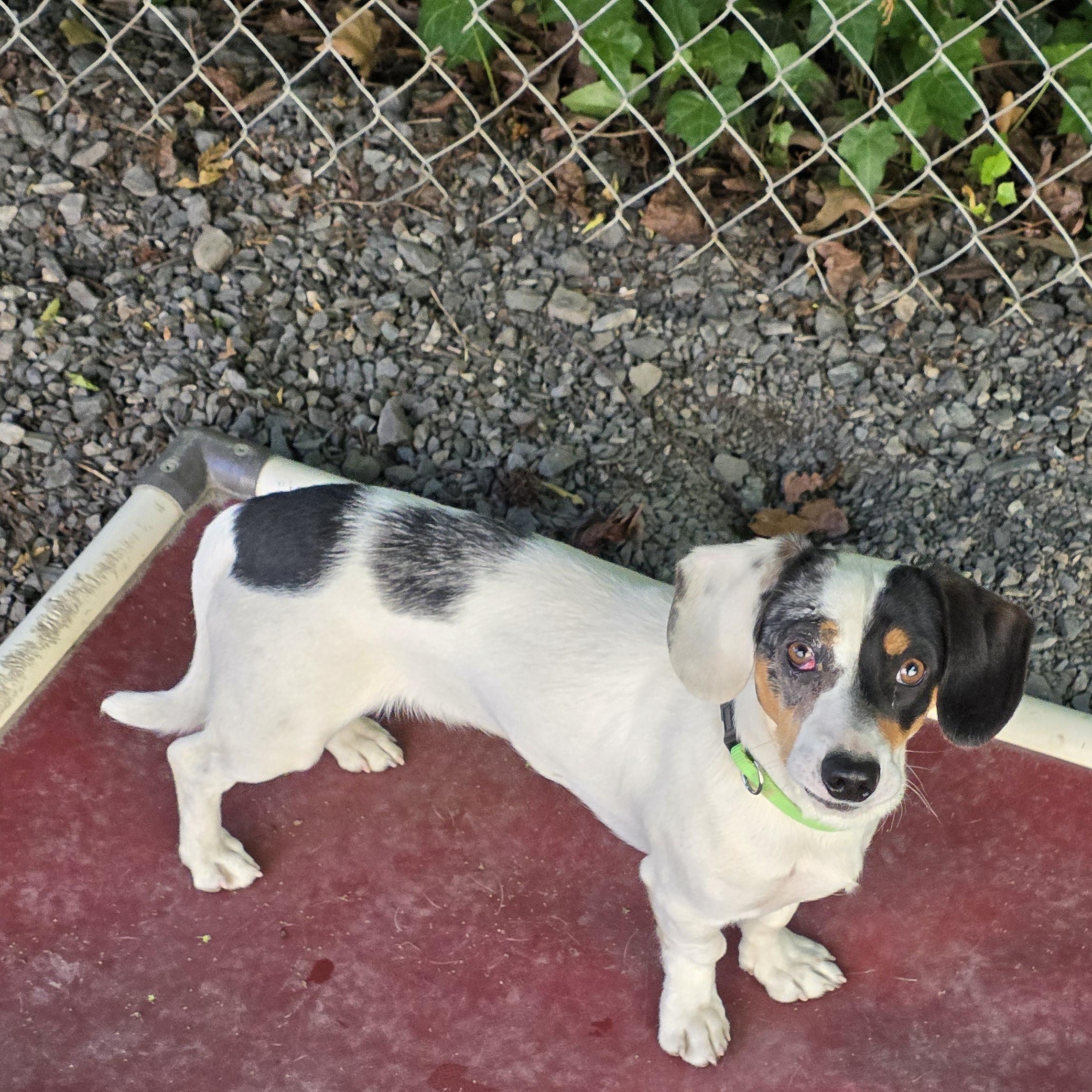Enlarge Oscar, an adopted mixed breed in Greensboro, NC image 1/5