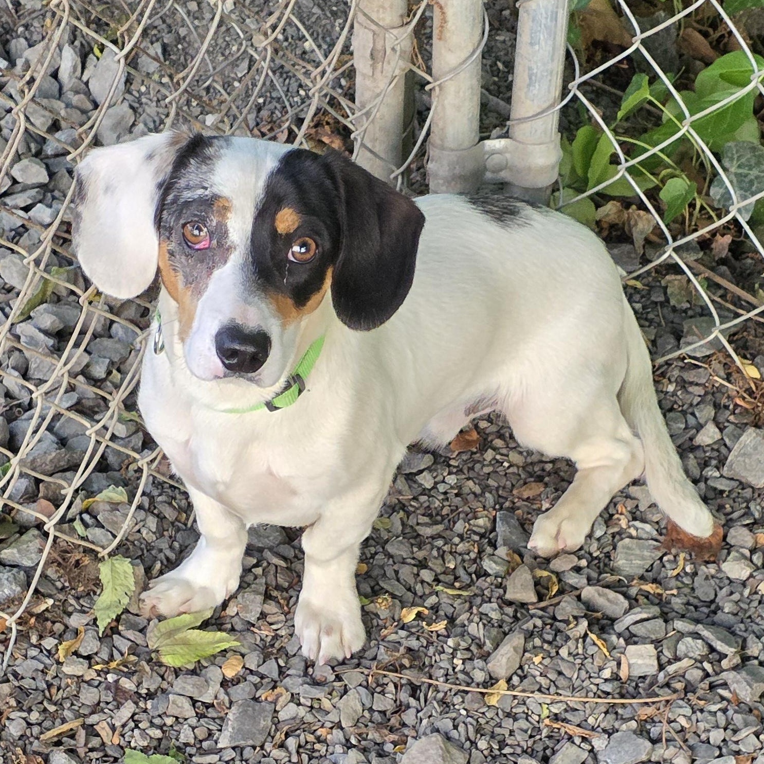 Enlarge Oscar, an adopted mixed breed in Greensboro, NC image 2/5