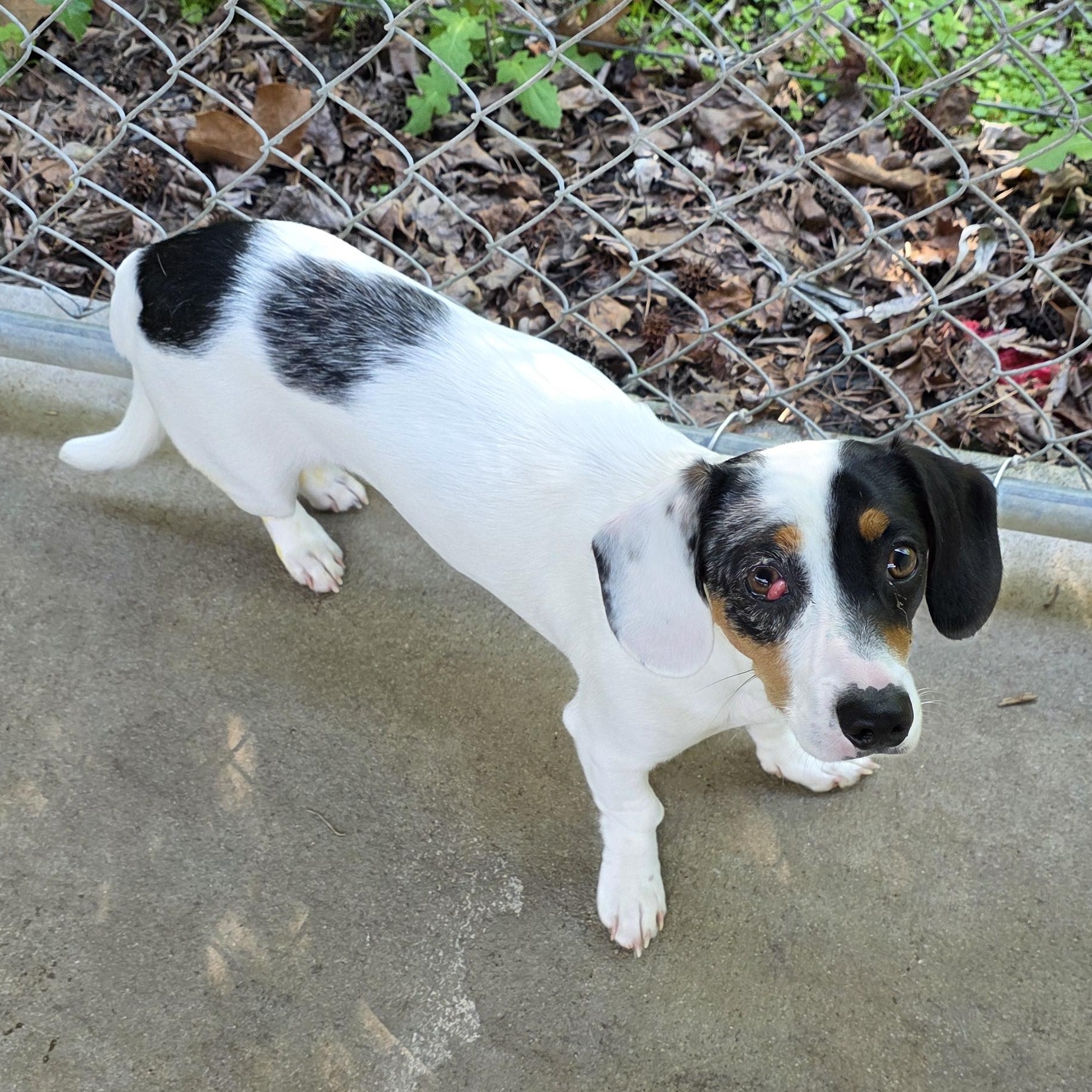 Enlarge Oscar, an adopted mixed breed in Greensboro, NC image 5/5