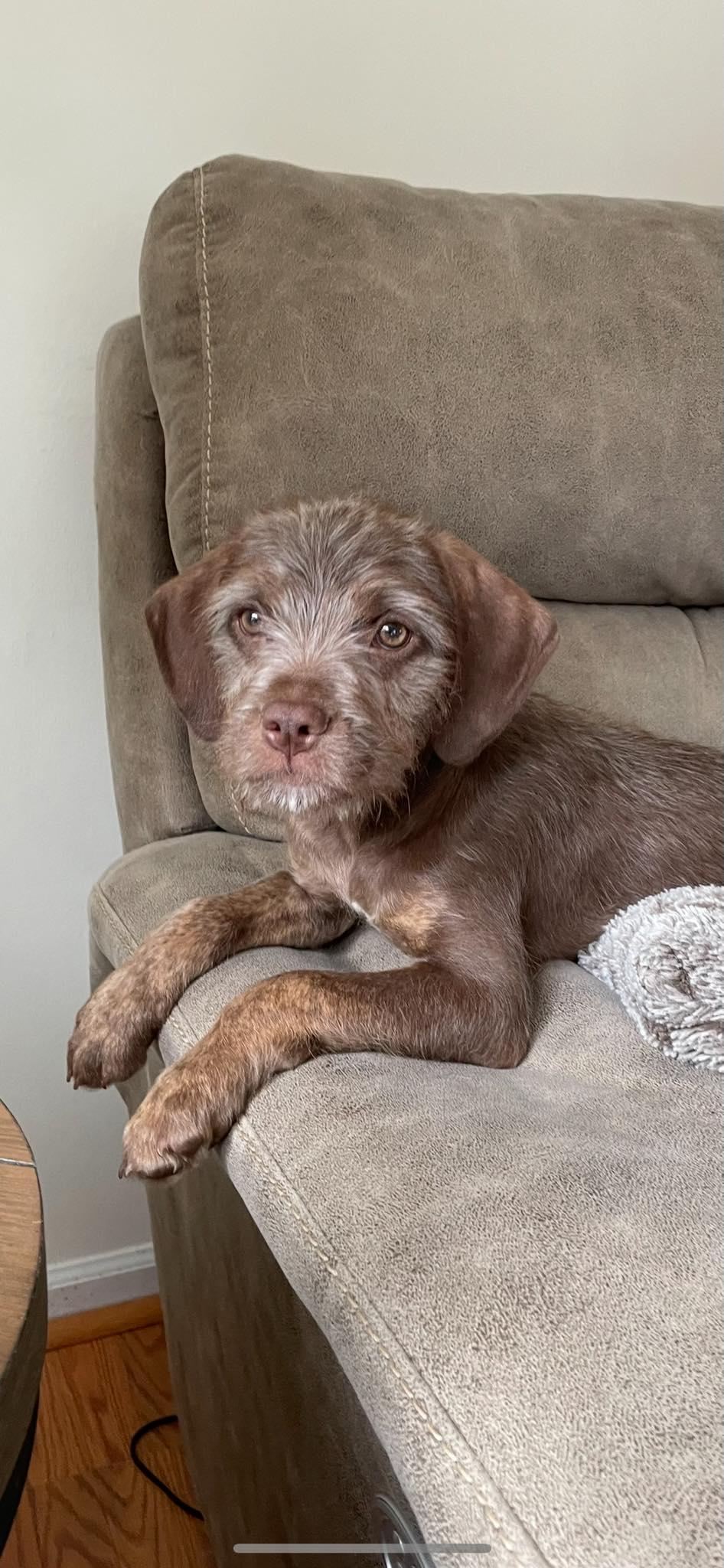 Enlarge Gruffy, a Adopted mixed breed in Mays Landing, NJ image 1/1