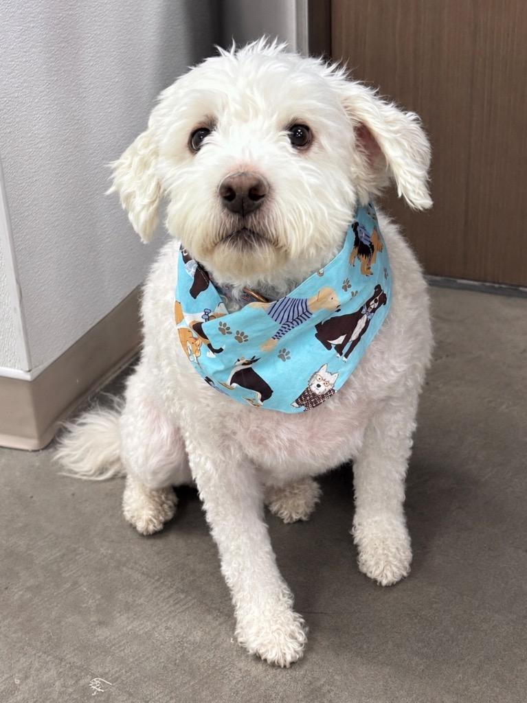 Shawn, a Adoptable mixed breed in Gilbert, AZ image 2/2