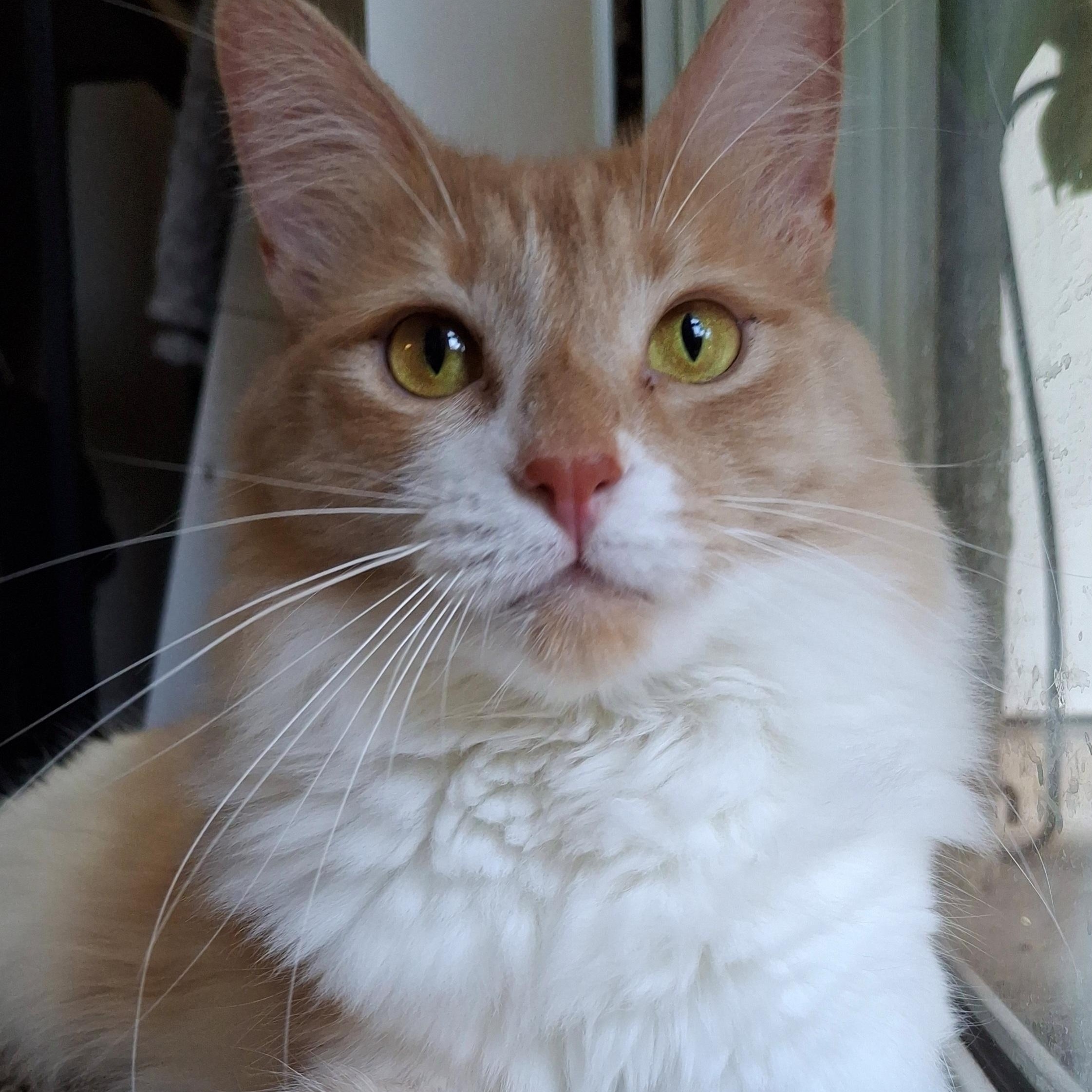 Buttercup, Adoptable, Kitten Female Maine Coon & Domestic Long Hair.