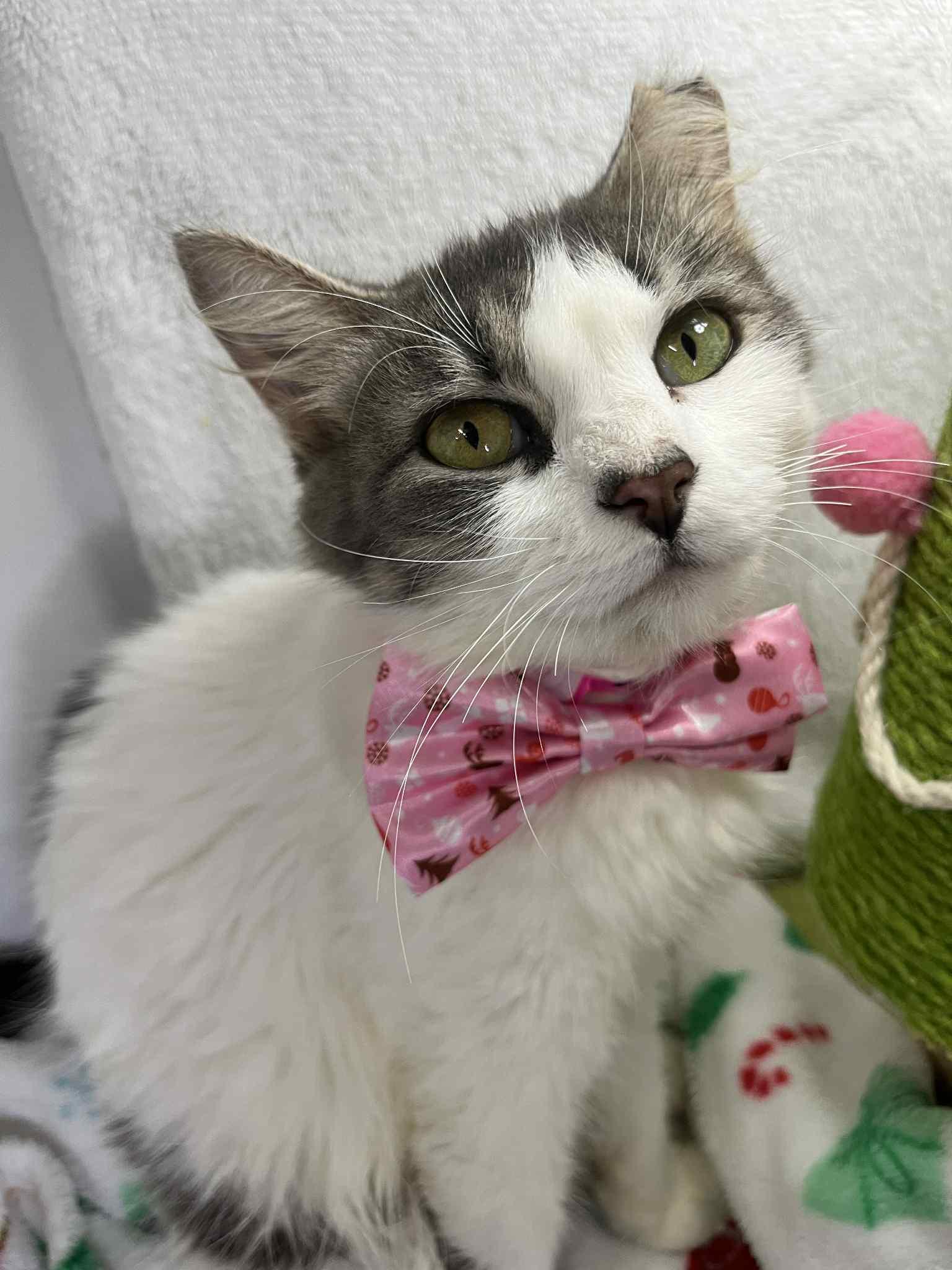 Enlarge Elara, a Adoptable Tabby in Tavares, FL image 1/1