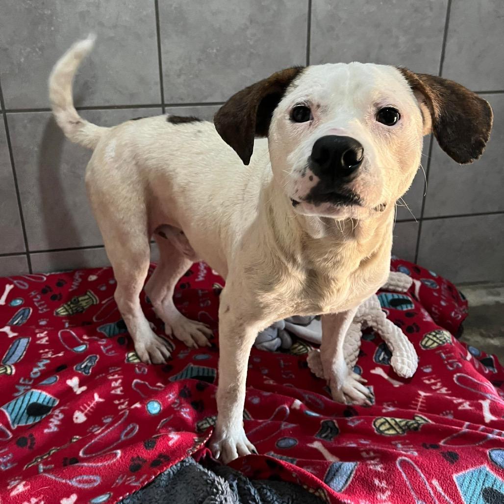 Enlarge Sprout, a Adoptable Mixed Breed in Jackson, MO image 2/6