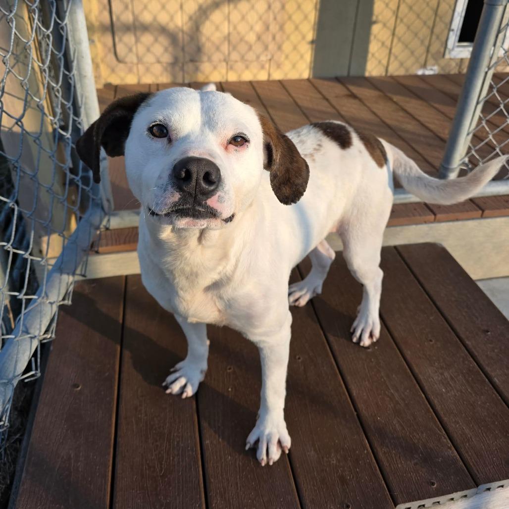 Enlarge Sprout, a Adoptable Mixed Breed in Jackson, MO image 4/6