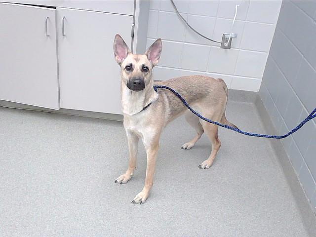 PEACH, Adoptable, Young Female German Shepherd Dog & Black Mouth Cur.