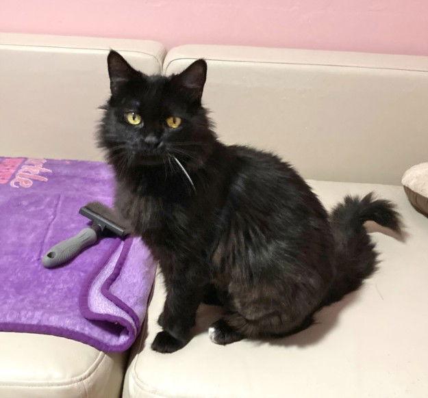 Enlarge GNOCCHI, a Adoptable Domestic Medium Hair in Woodland, CA image 1/1