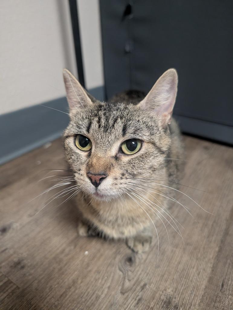 Queen Bee, Adoptable, Adult Female Domestic Short Hair.