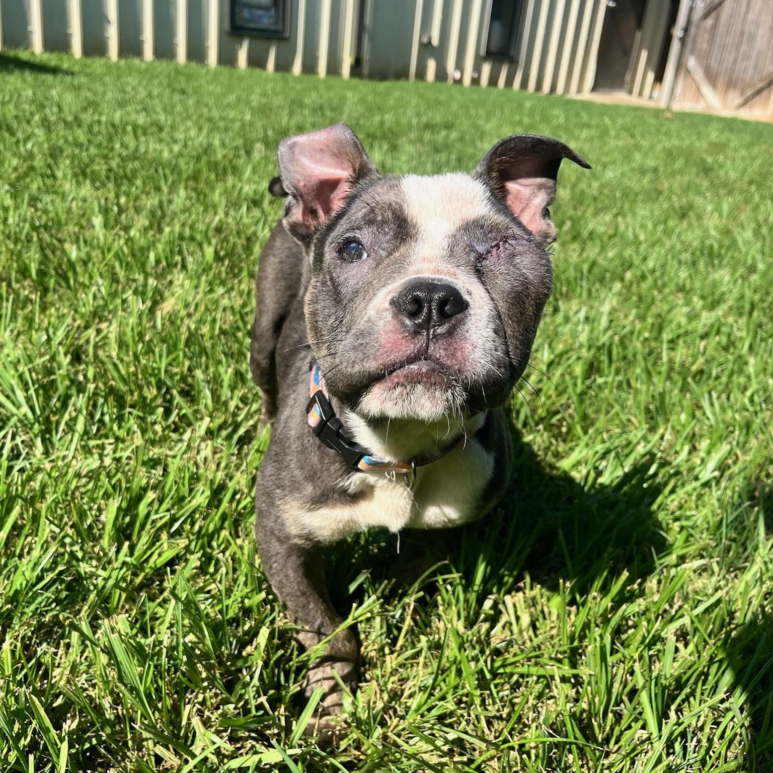 Enlarge Luna, an adopted mixed breed in New Orleans, LA image 4/6