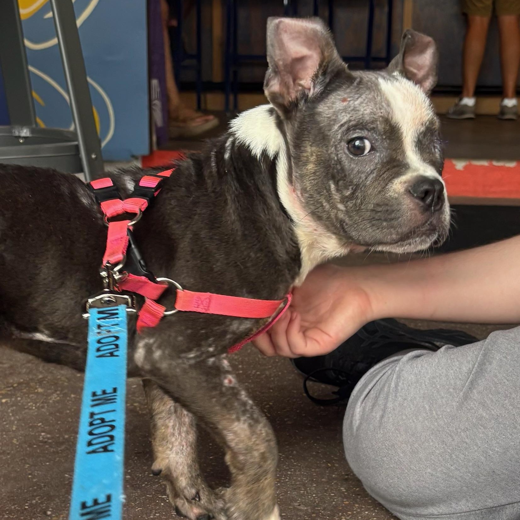 Enlarge Luna, an adopted mixed breed in New Orleans, LA image 6/6