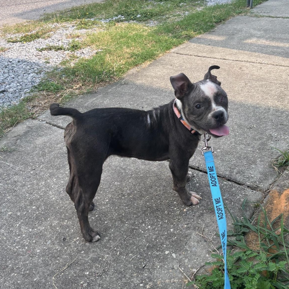 Enlarge Luna, an adopted mixed breed in New Orleans, LA image 5/6