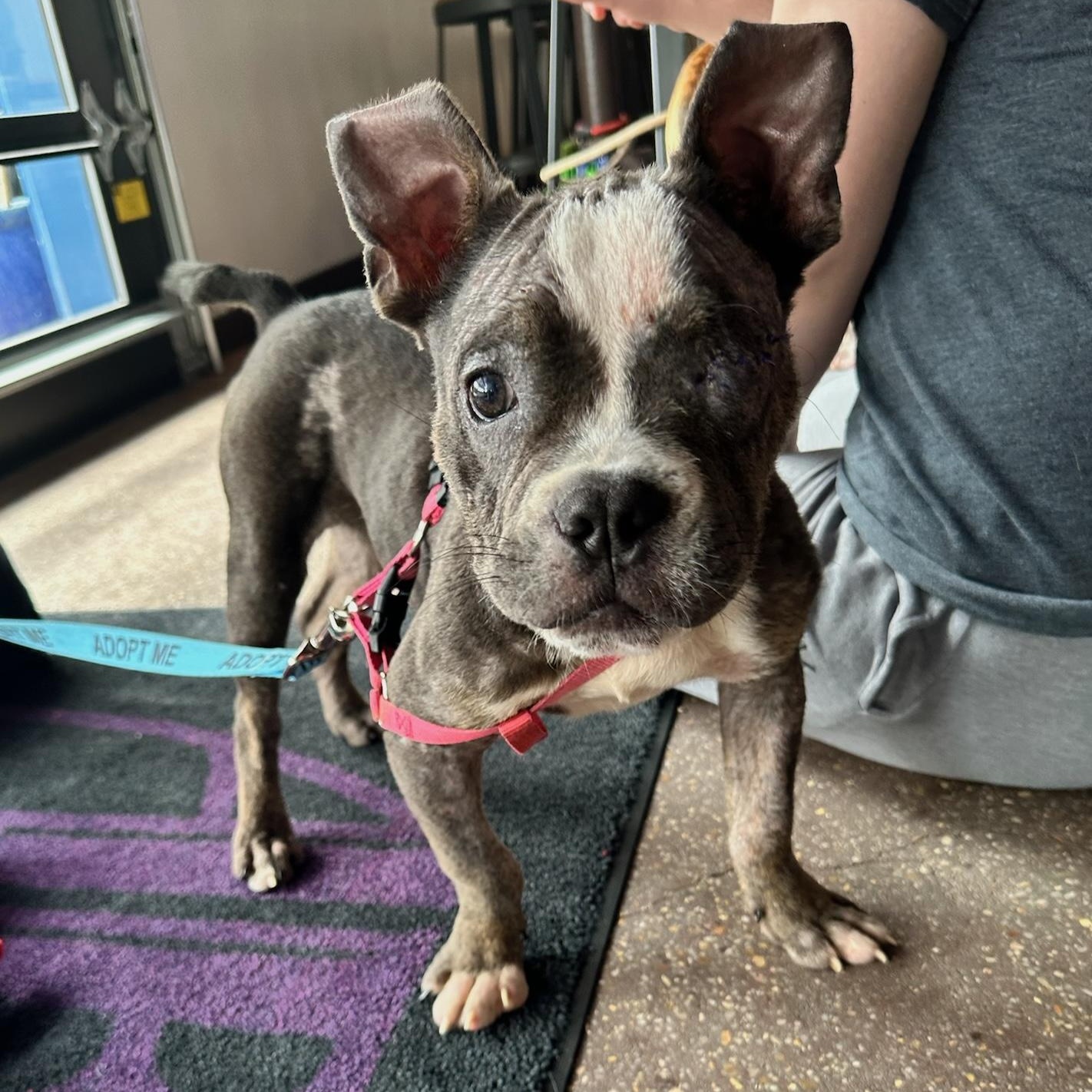 Enlarge Luna, an adopted mixed breed in New Orleans, LA image 1/6