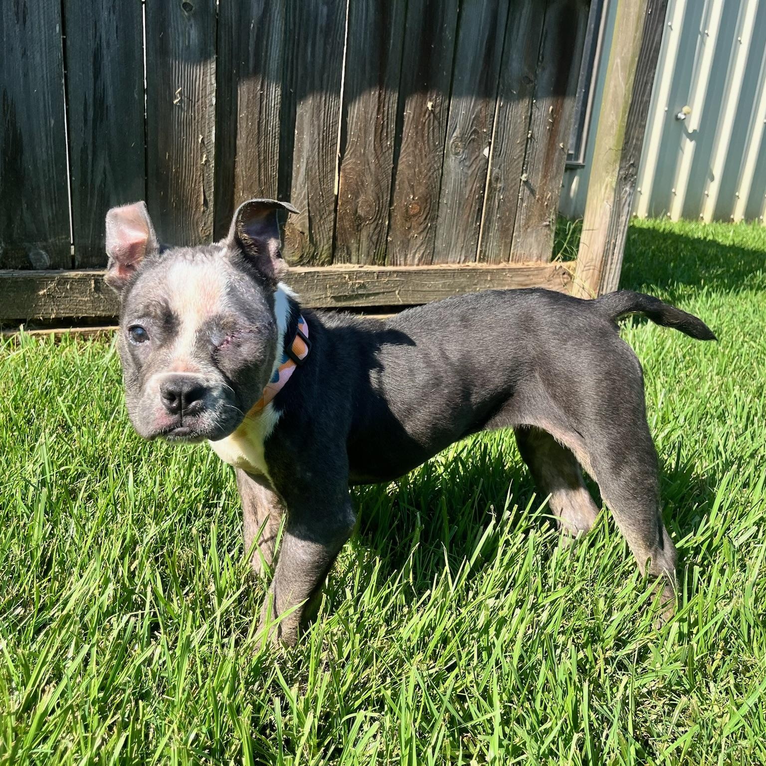 Enlarge Luna, an adopted mixed breed in New Orleans, LA image 3/6