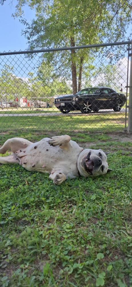 Miss Piggy #A-141222 💜 ⭐️, Adoptable, Adult Female Pit Bull Terrier & American Bully.