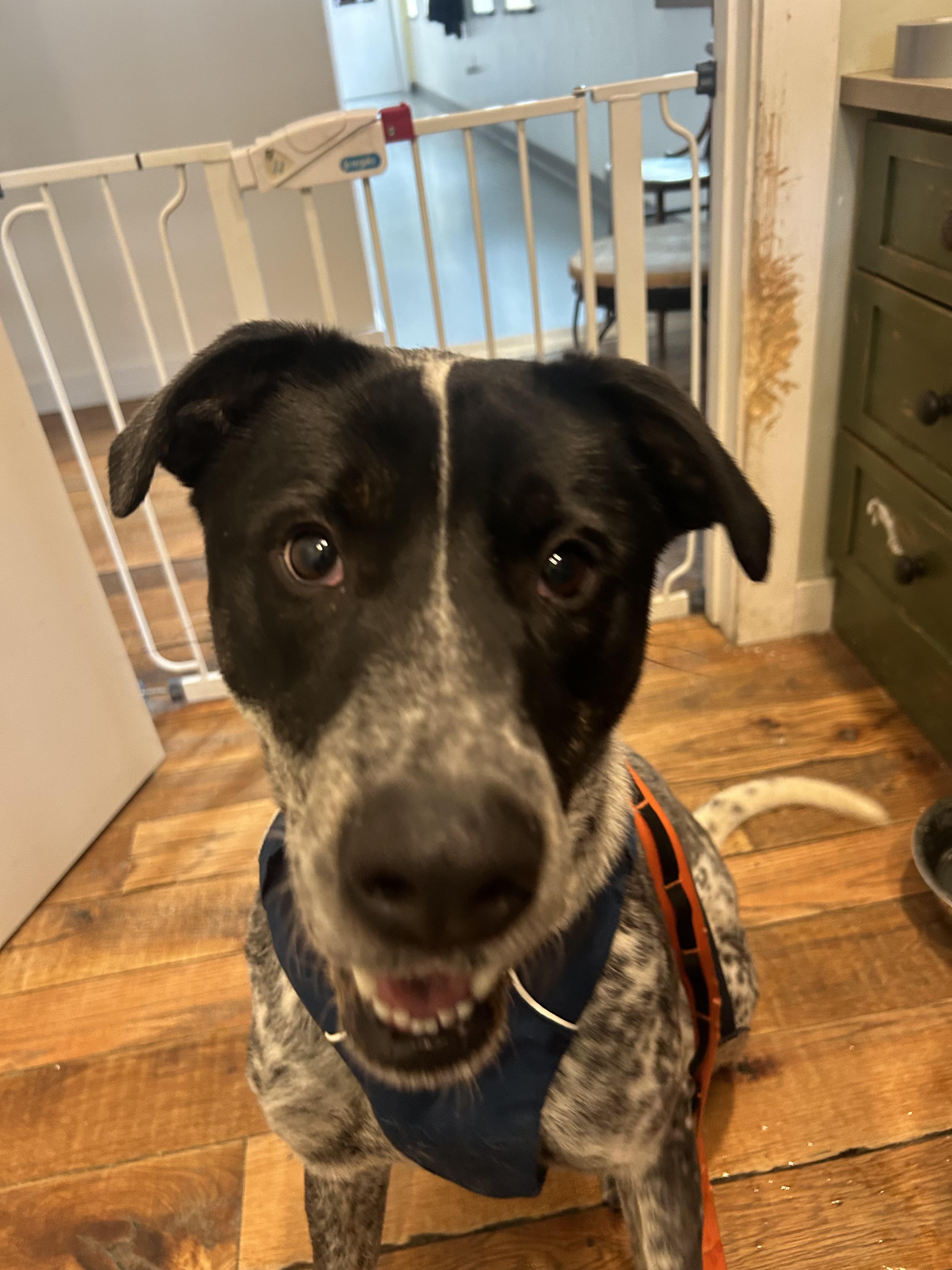 Enlarge Benny, a ADOPTABLE mixed breed in Jackson, WY image 1/3