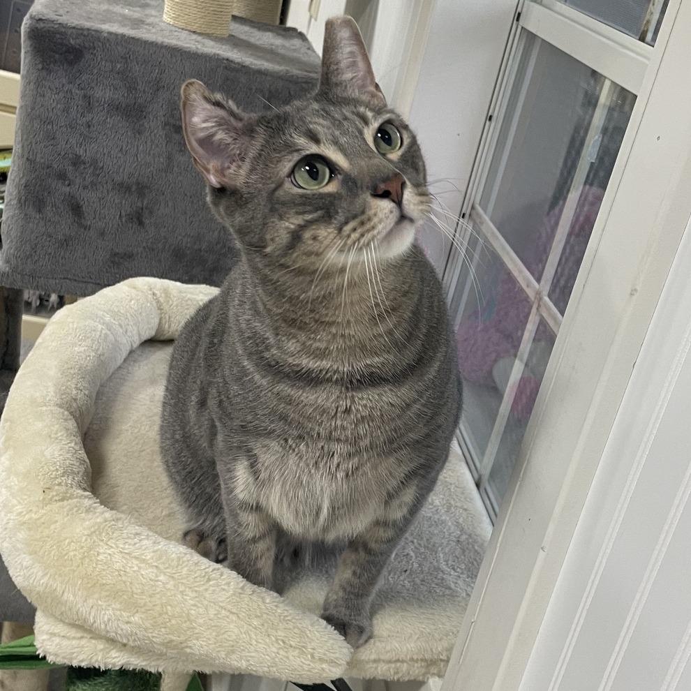 Vincent, Adoptable, Adult Male Domestic Short Hair.