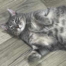 Vincent, a Adoptable Domestic Short Hair in Prescott, AZ image 2/6