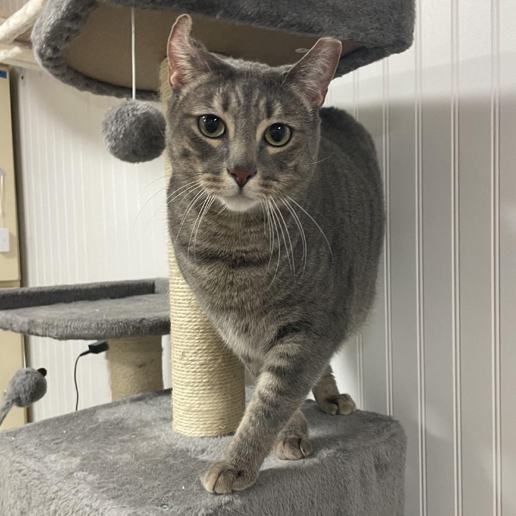 Vincent, a Adoptable Domestic Short Hair in Prescott, AZ image 5/6