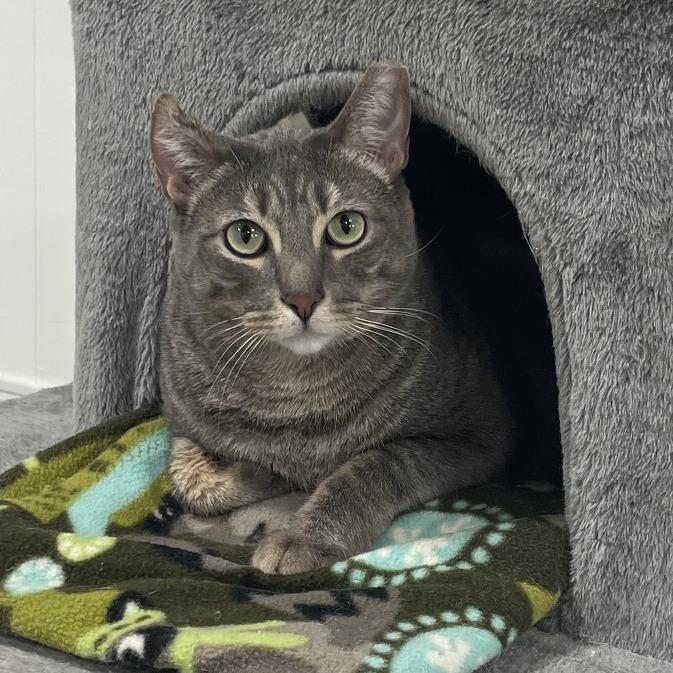 Vincent, a Adoptable Domestic Short Hair in Prescott, AZ image 6/6