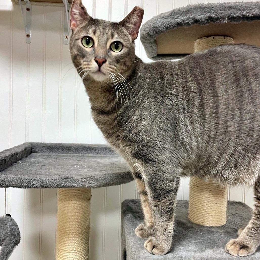 Vincent, a Adoptable Domestic Short Hair in Prescott, AZ image 4/6