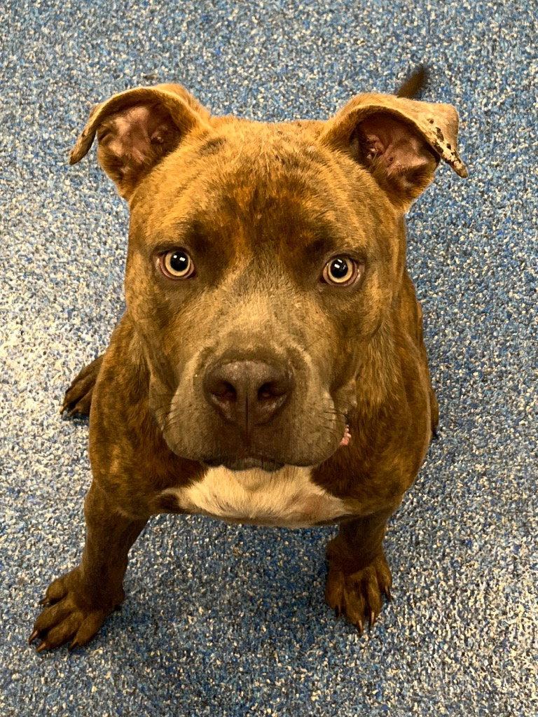 26-309 Capone, Adoptable, Young Male Pit Bull Terrier.