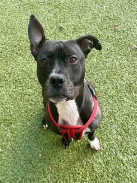 Minion, Adopted, Adult Female Boxer.