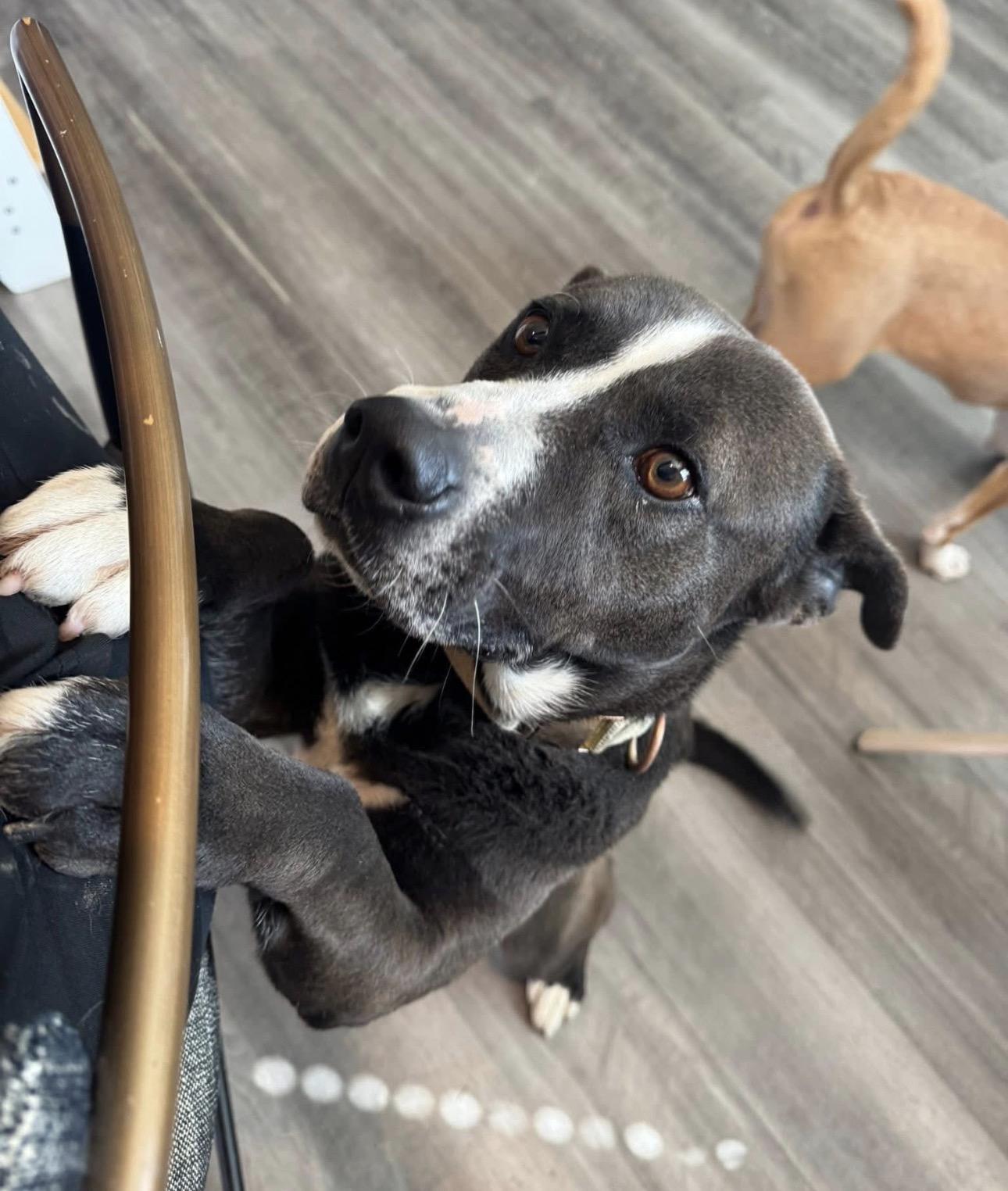Enlarge Ramen, a Adoptable mixed breed in Parker, CO image 5/6