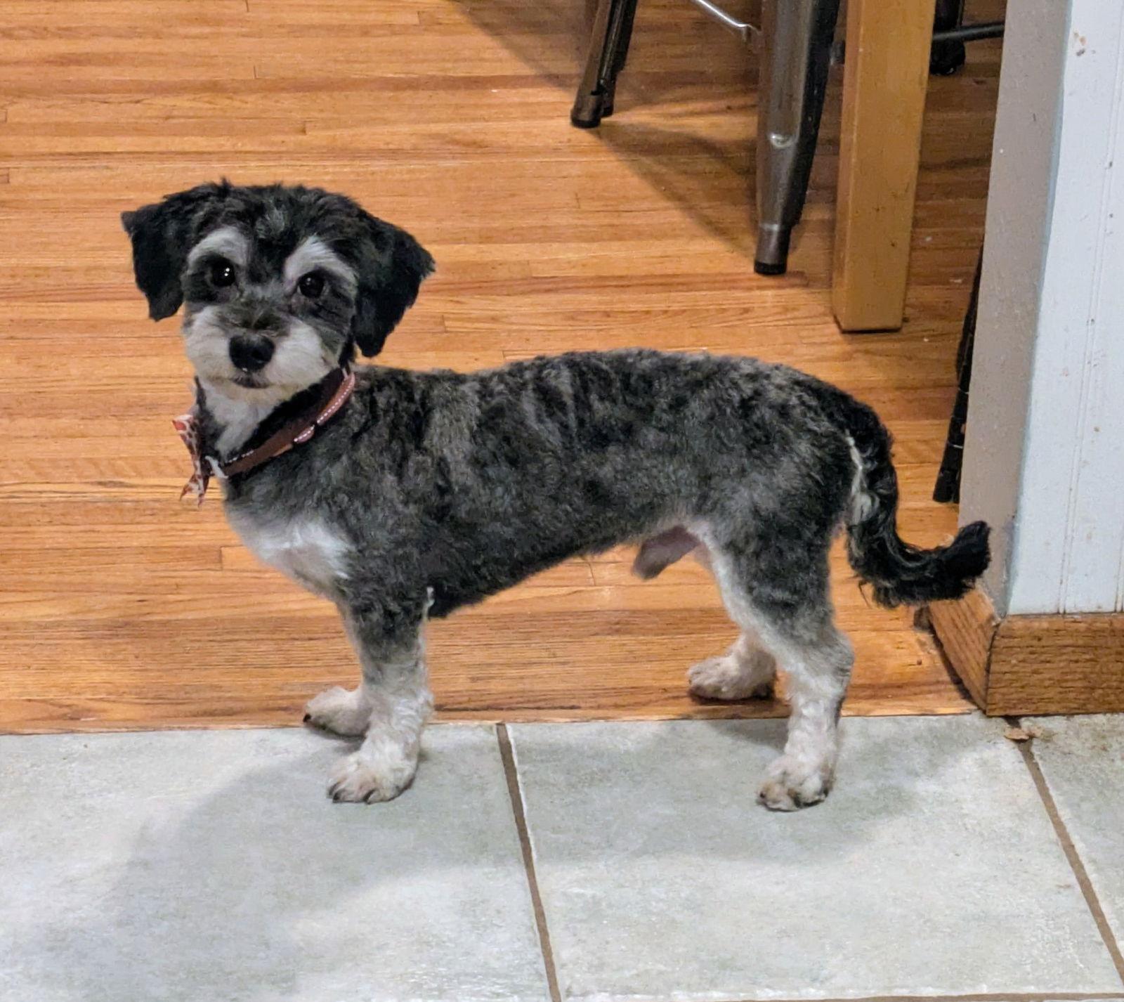 Oreo, a Adopted Havanese in Brooklyn Center, MN image 1/3