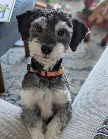 Oreo, a Adopted Havanese in Brooklyn Center, MN image 2/3