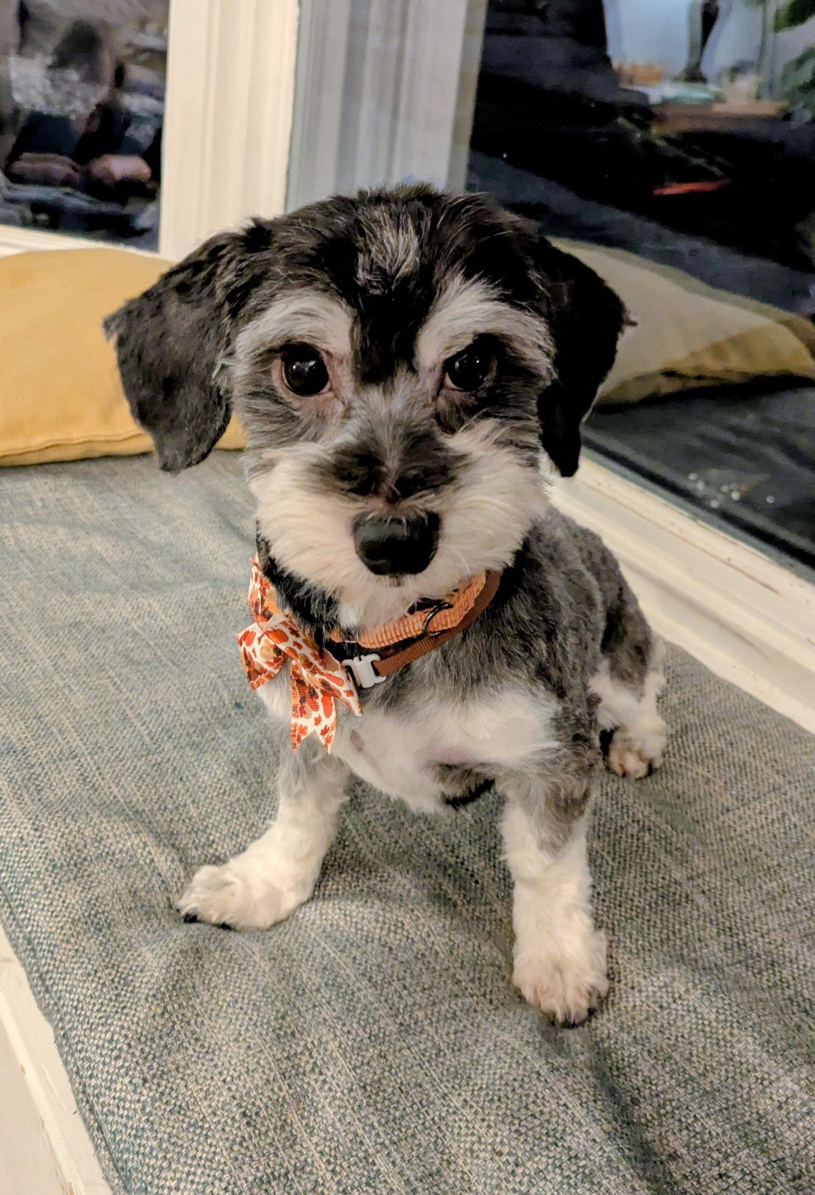 Oreo, a Adopted Havanese in Brooklyn Center, MN image 3/3