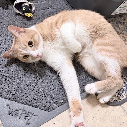 Goldie C006531, Adoptable, Adult Male Domestic Short Hair.