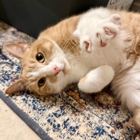 Enlarge Goldie C006531, a Adoptable Domestic Short Hair in Prosper, TX image 2/6