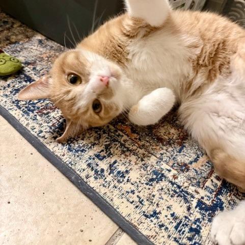 Enlarge Goldie C006531, a Adoptable Domestic Short Hair in Prosper, TX image 3/6