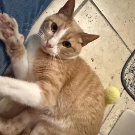 Enlarge Goldie C006531, a Adoptable Domestic Short Hair in Prosper, TX image 4/6