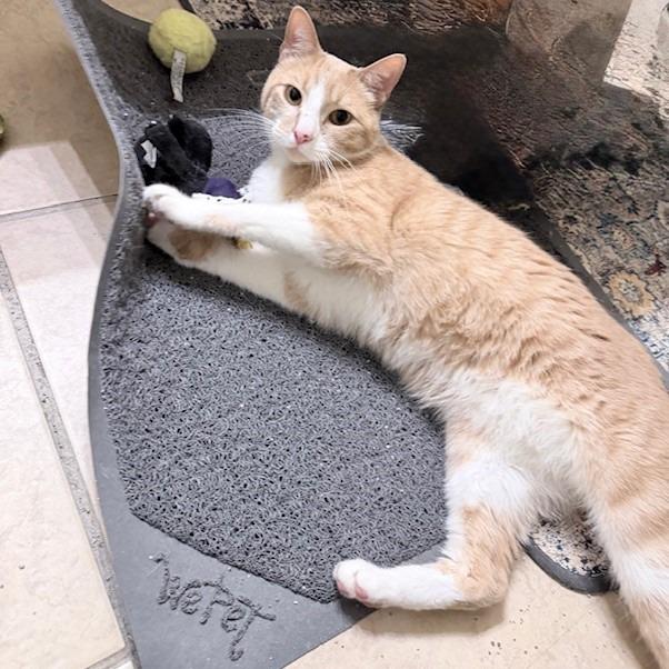 Enlarge Goldie C006531, a Adoptable Domestic Short Hair in Prosper, TX image 5/6