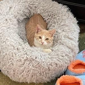 Enlarge Goldie C006531, a Adoptable Domestic Short Hair in Prosper, TX image 6/6