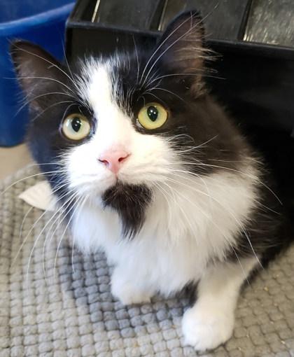 Enlarge Garrison 80, a Adoptable mixed breed in Cleveland, OH image 1/3