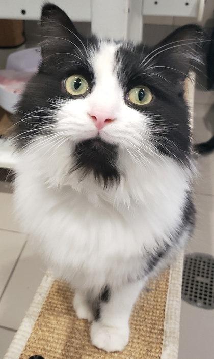 Enlarge Garrison 80, a Adoptable mixed breed in Cleveland, OH image 2/3