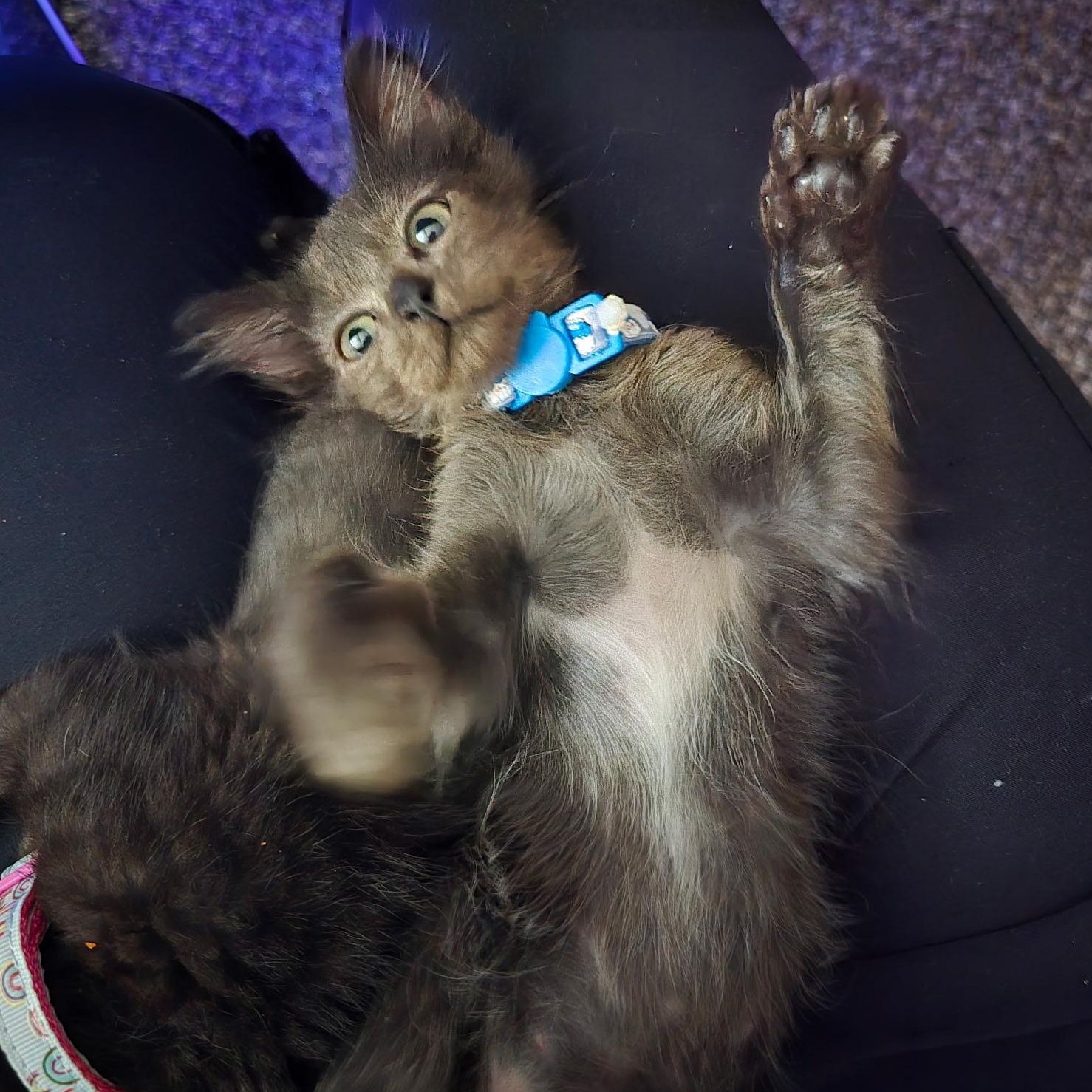 Astarion, a Adoptable mixed breed in Omaha, NE image 2/4