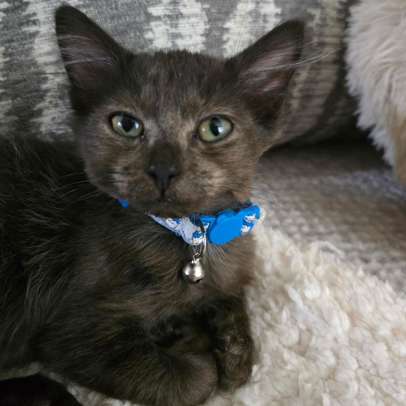 Astarion, Adoptable, Kitten Male Domestic Short Hair.