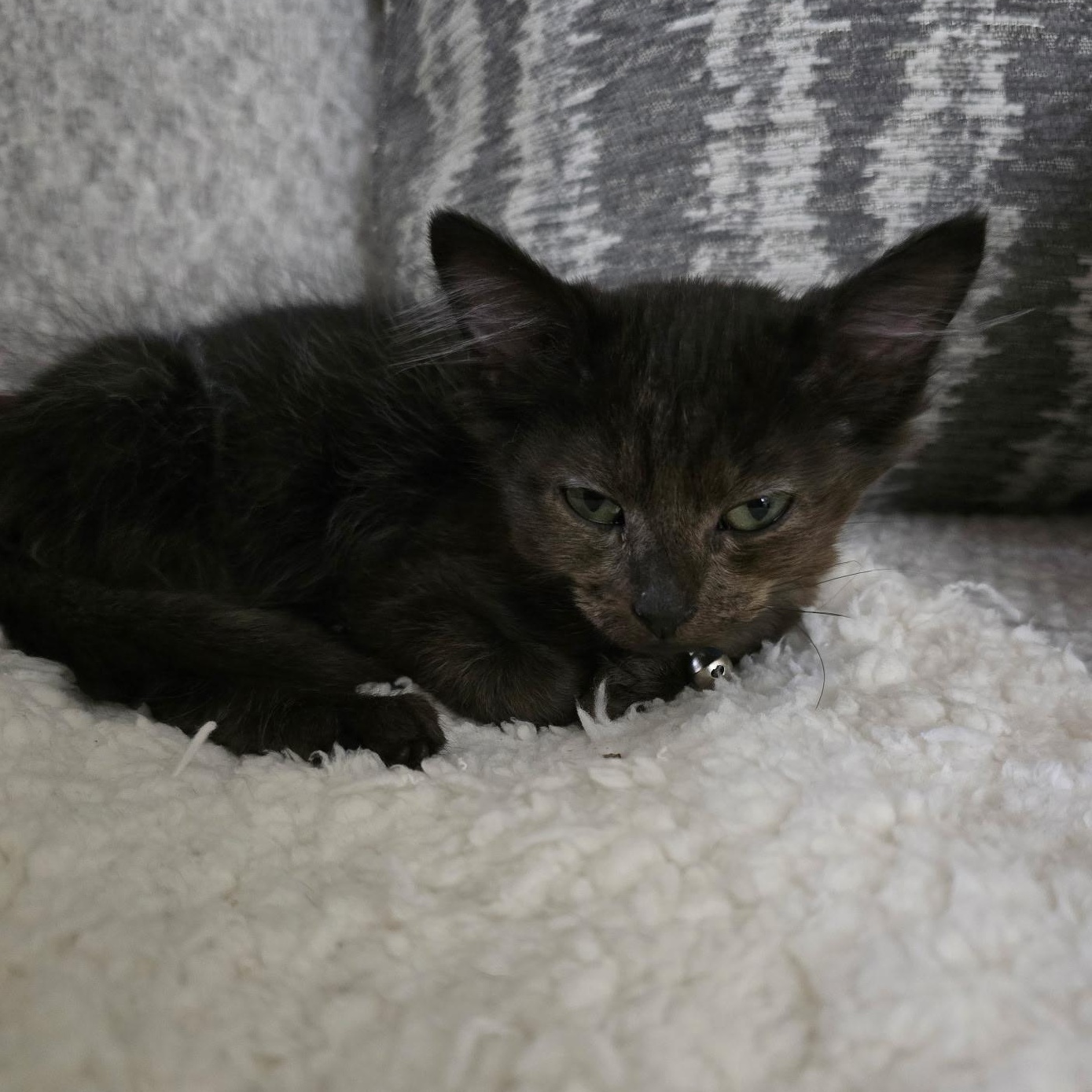 Astarion, a Adoptable mixed breed in Omaha, NE image 3/4