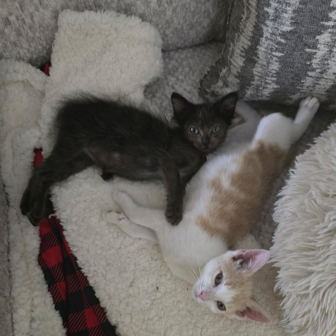 Astarion, a Adoptable mixed breed in Omaha, NE image 4/4