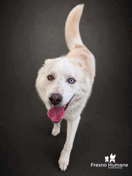 Enlarge Hawk Nelson, a Adoptable mixed breed in Fresno, CA image 1/1