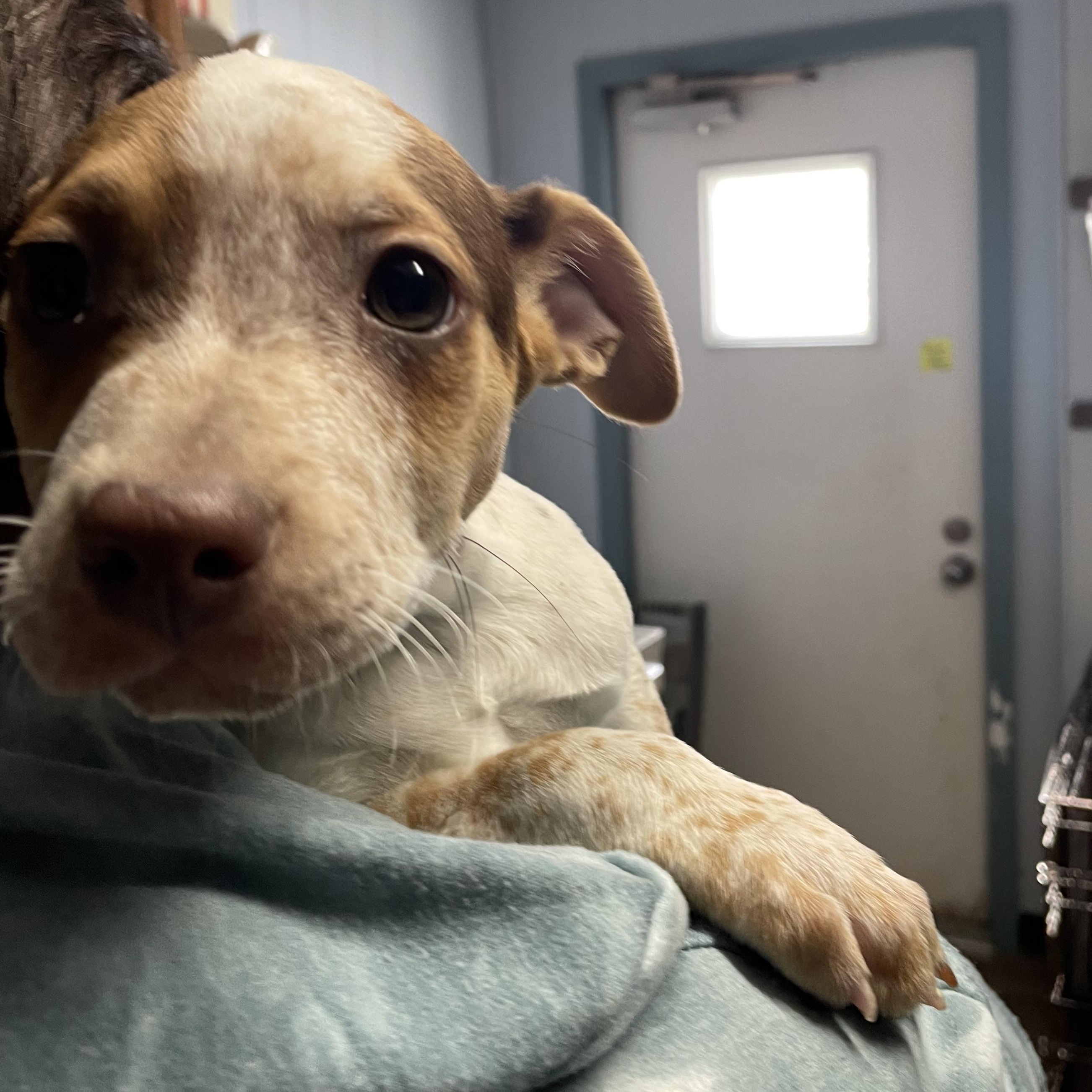 Enlarge Minnie, an adopted mixed breed in Spencer, IN image 1/4