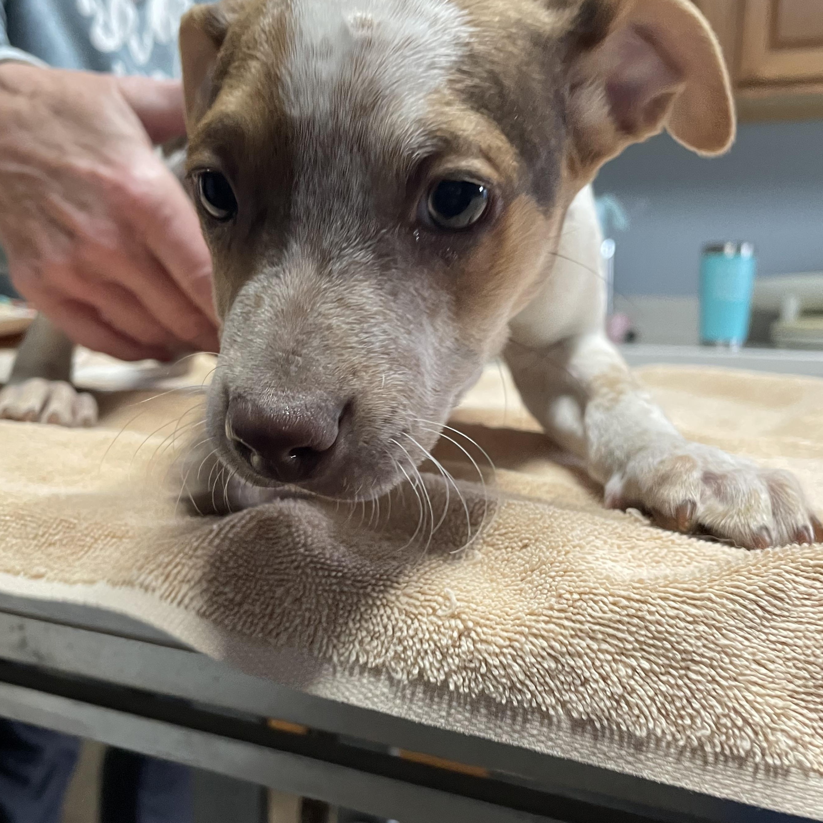 Enlarge Minnie, an adopted mixed breed in Spencer, IN image 2/4