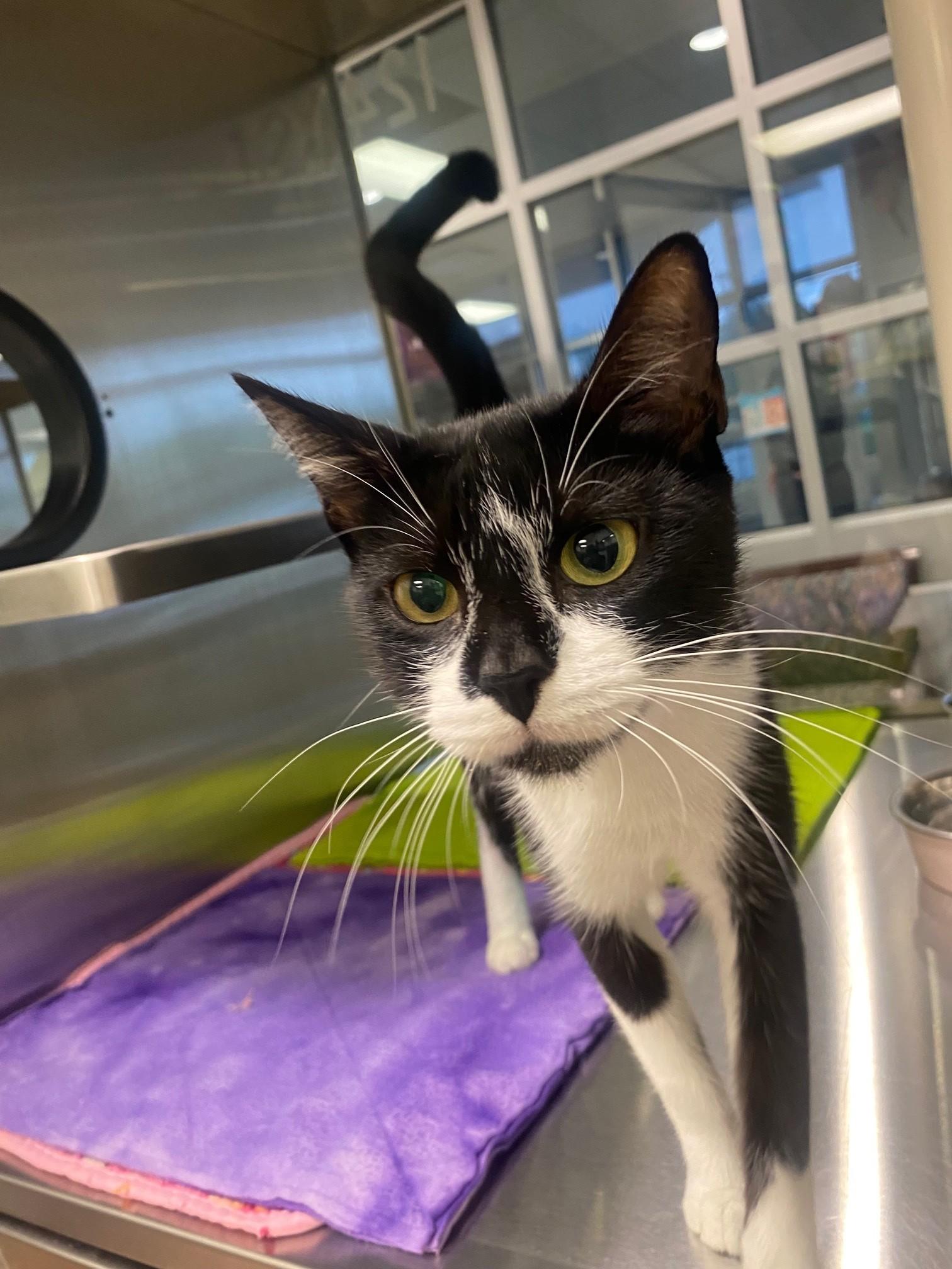 Enlarge Samantha A219316, a Adoptable Tuxedo in Plano, TX image 2/4