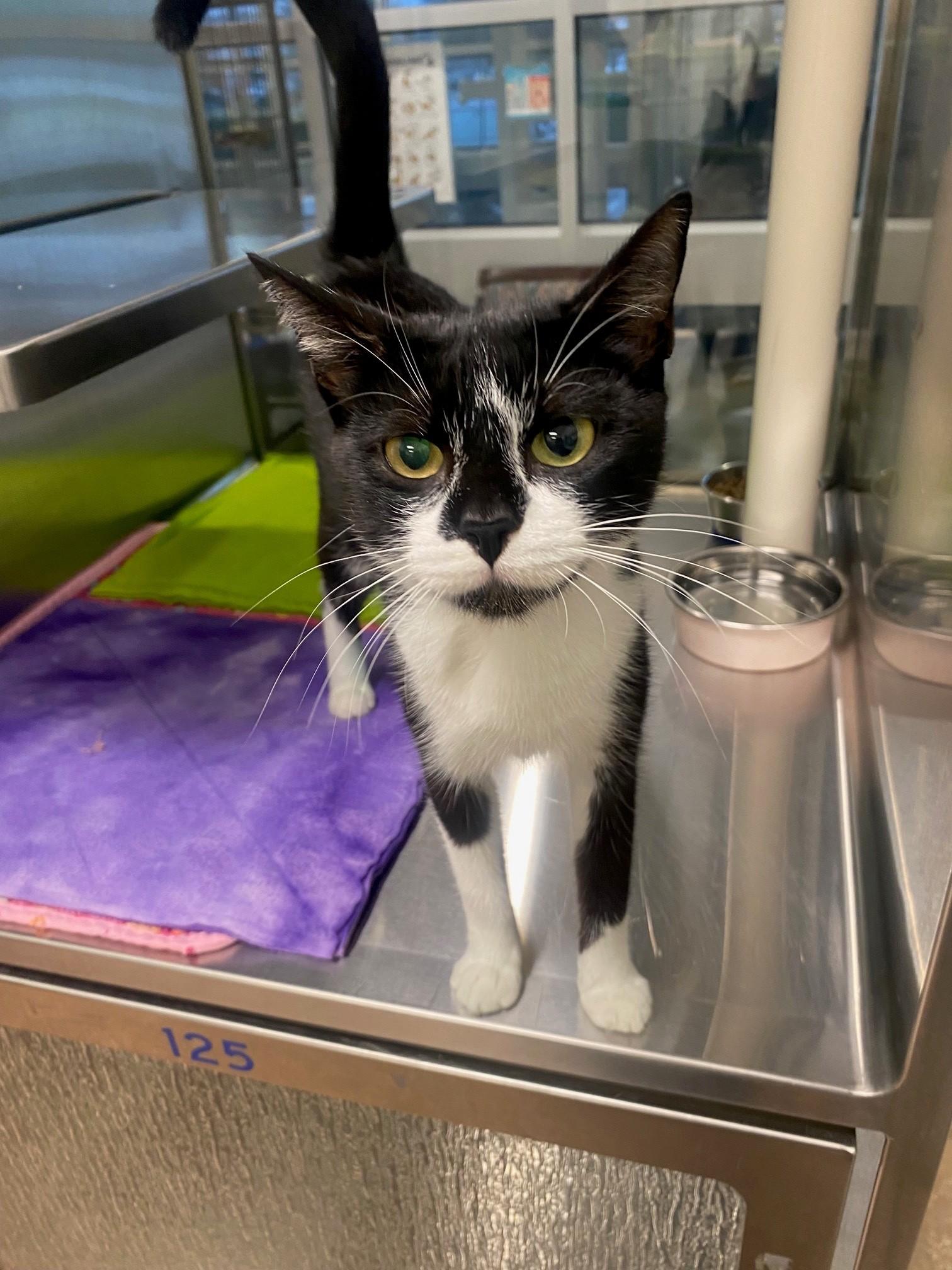Samantha A219316, Adoptable, Adult Female Tuxedo.